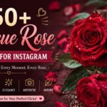 450+ Unique Rose Captions for Instagram That Feel as Real as the Moment